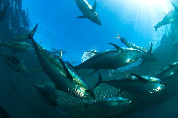 Tuna Hatchery