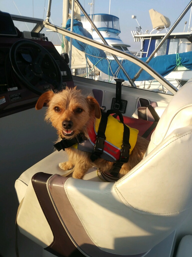 Captain Ahi