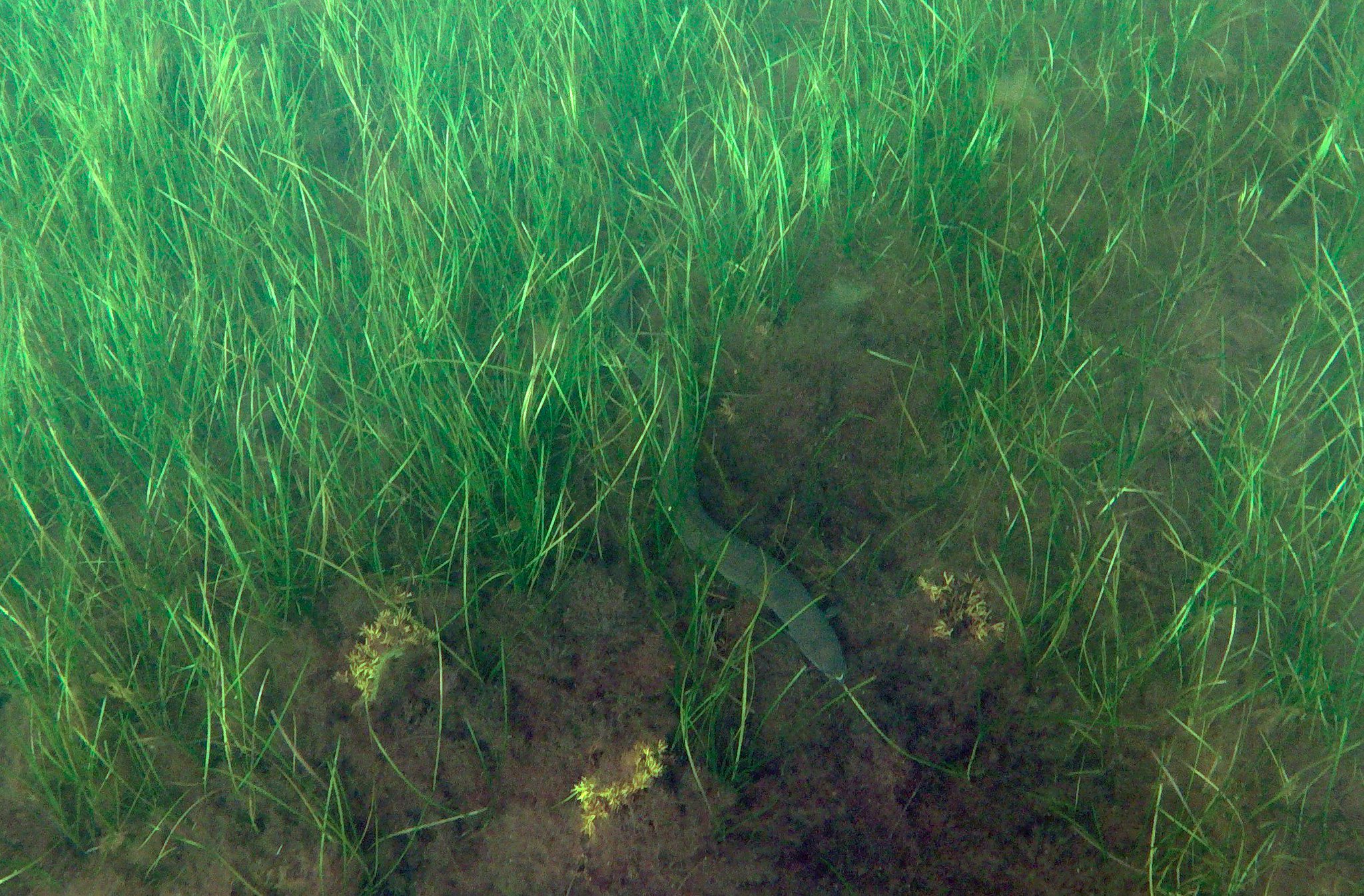 Eelgrass (Zostera marina)