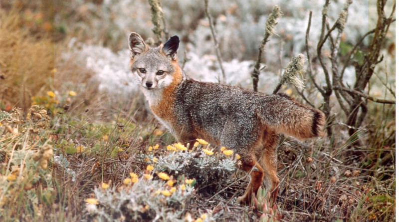 Catalina Island Fox