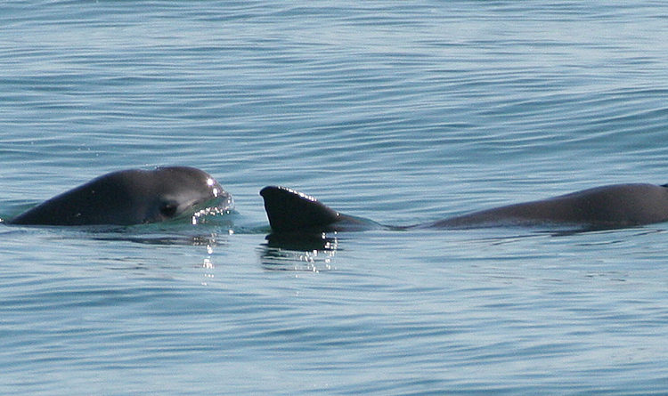 Vaquita