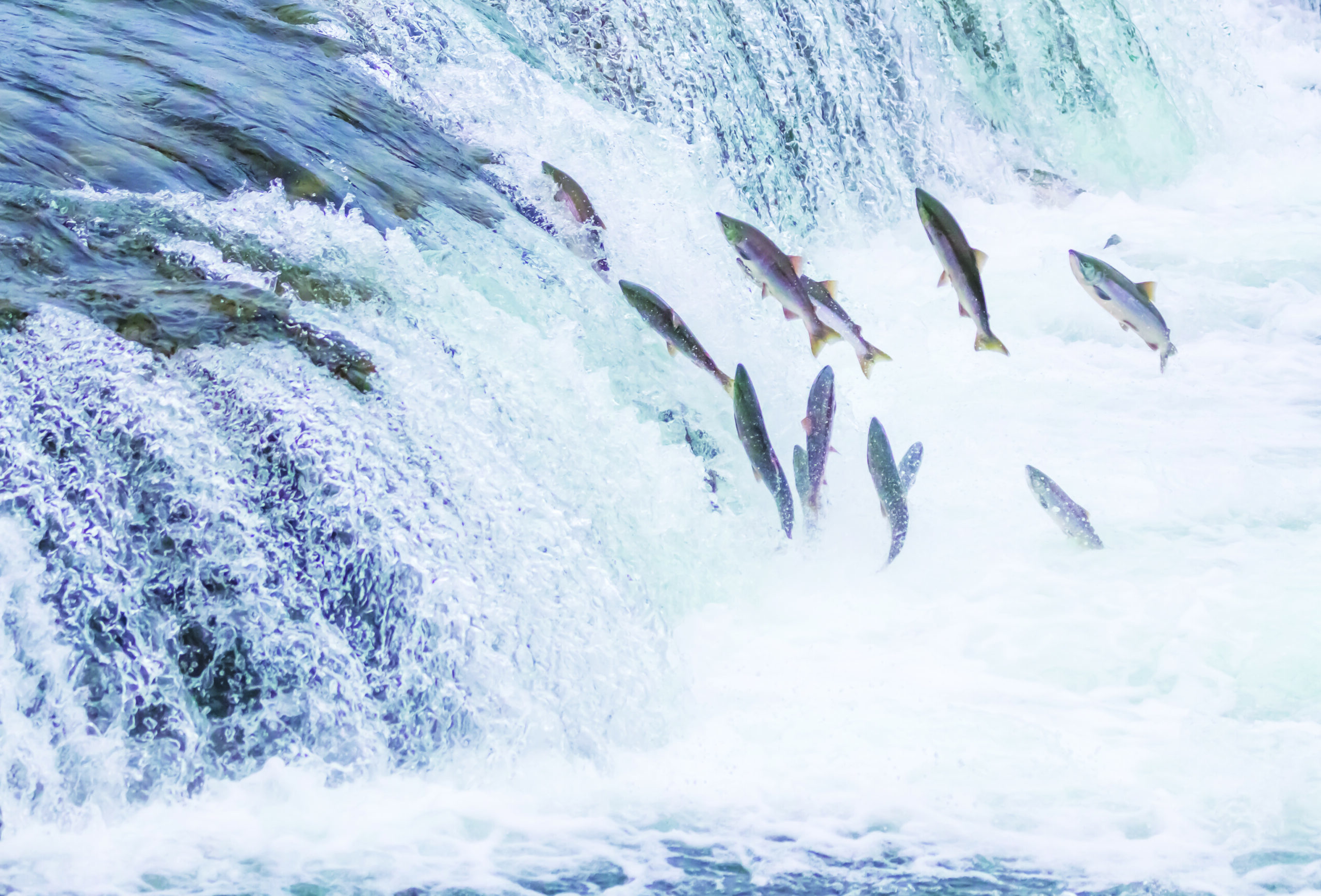 Salmon
