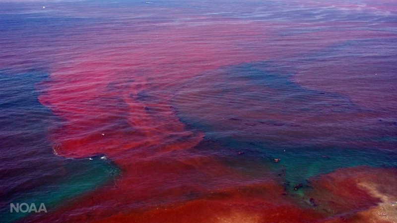 Algal Bloom