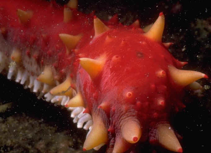 Invasive Species, Aquaculture