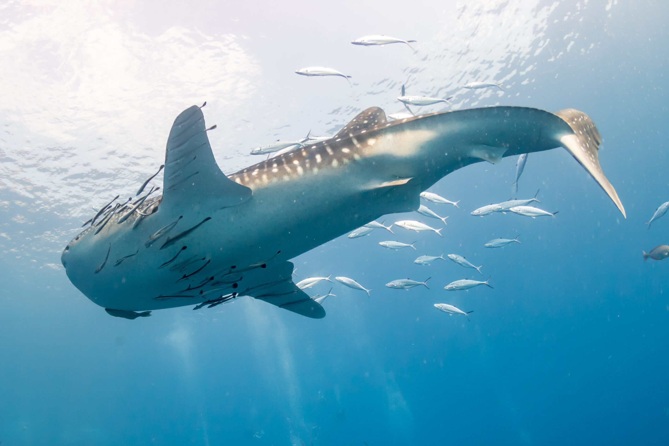 Whale Sharks