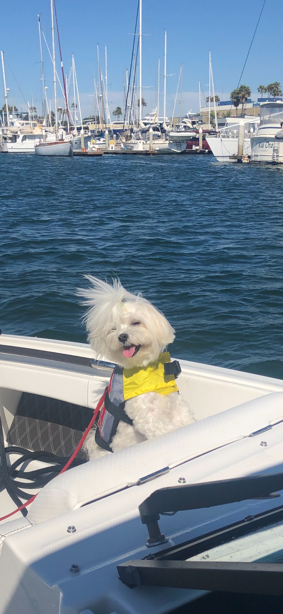 Dog aboard