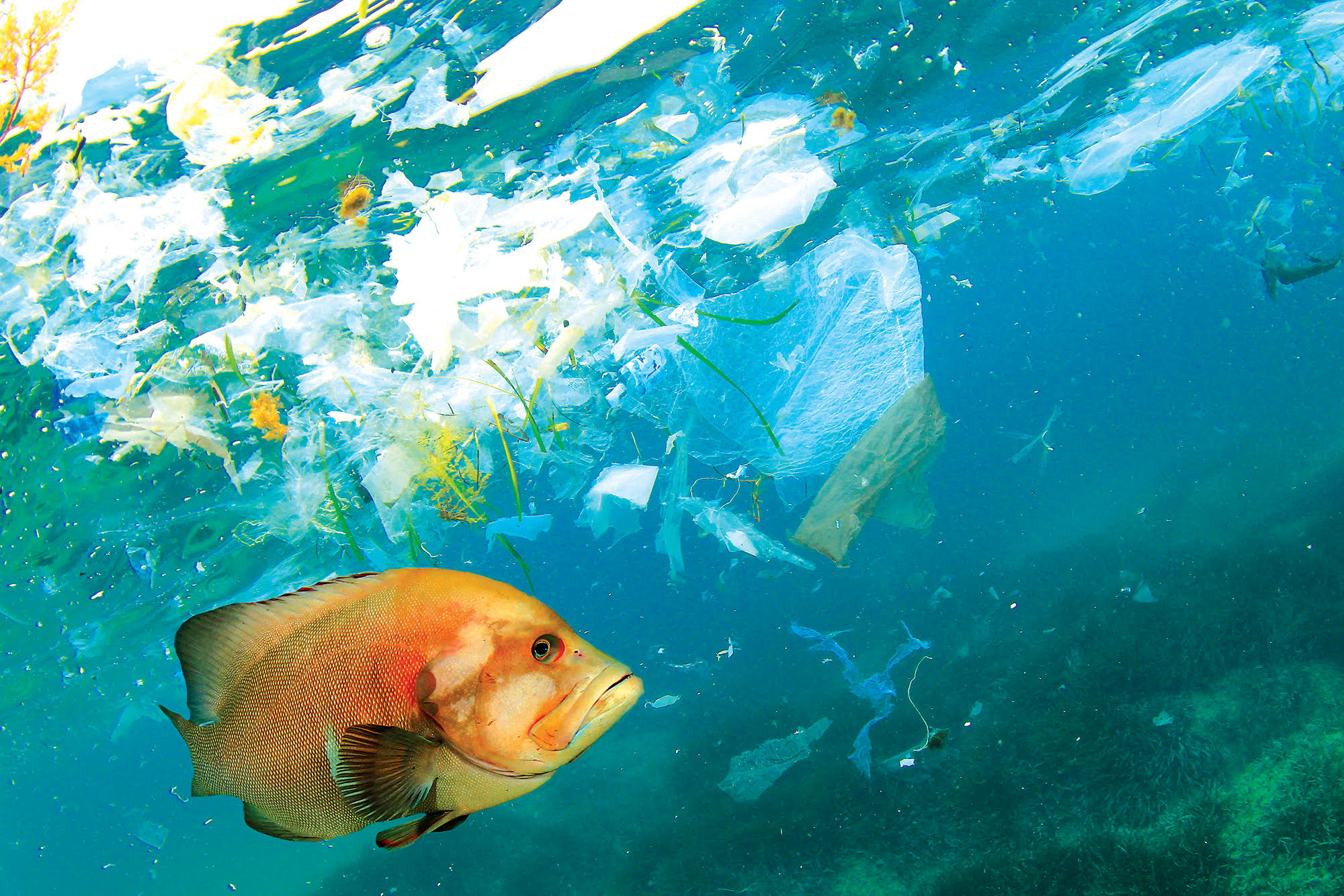Single Use Plastics