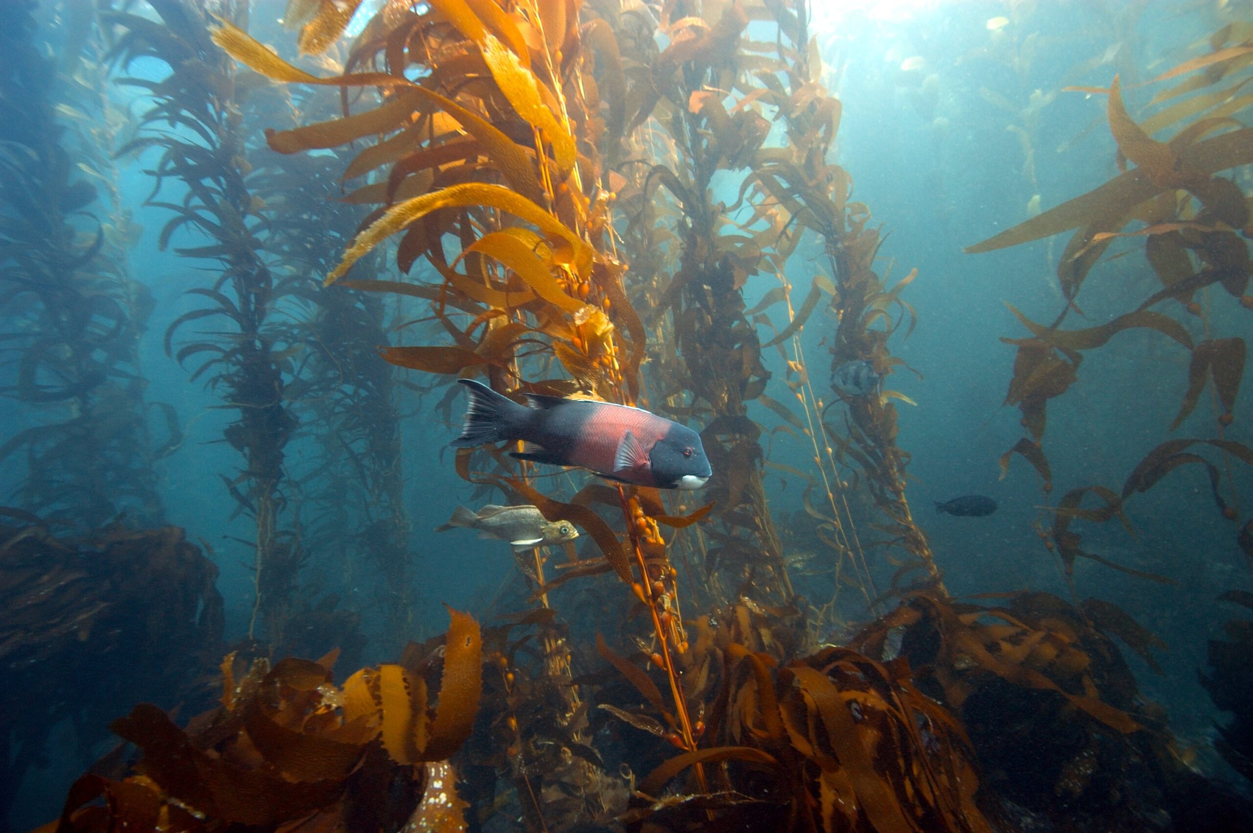 Sheephead Kelp Forest Santa Cruz Island