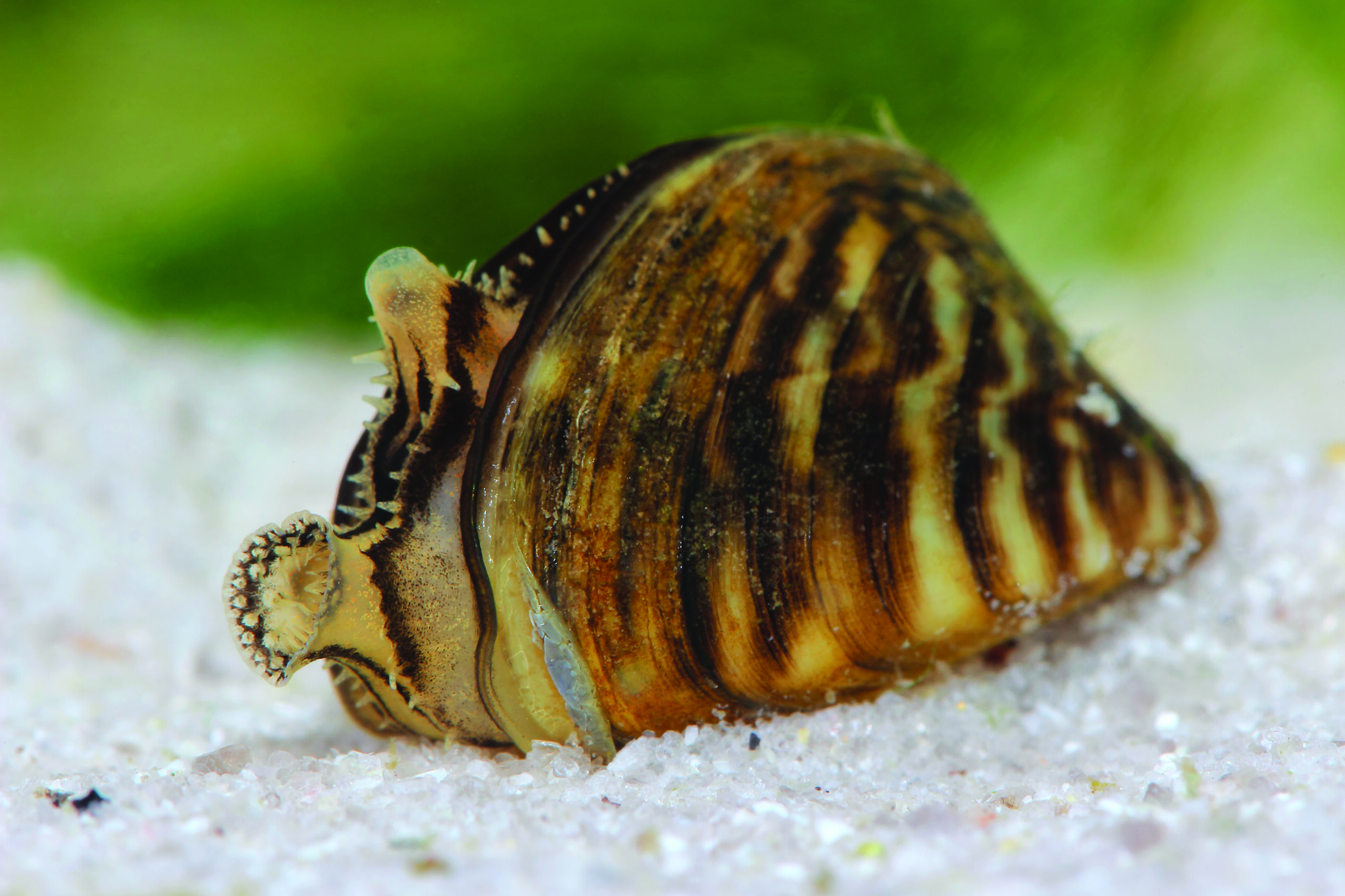 Invasive species