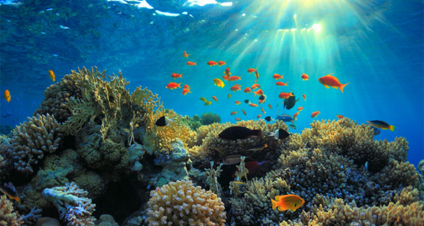 Channel Islands MPA