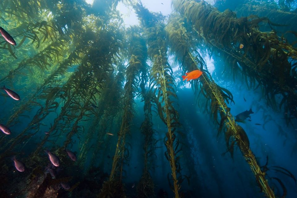 Port of San Diego Sunken Seaweed