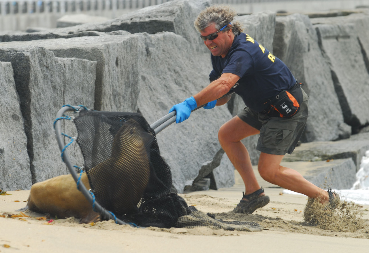Sea lion and Marine Animal Rescue