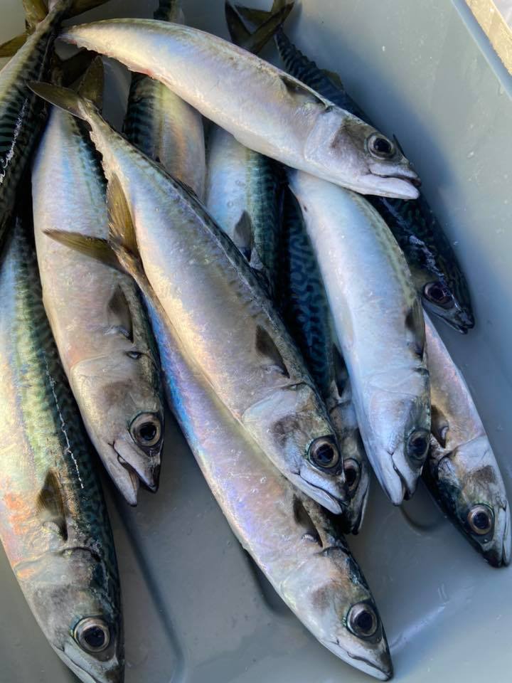 Tuna Harbor Dockside Market Facebook photo