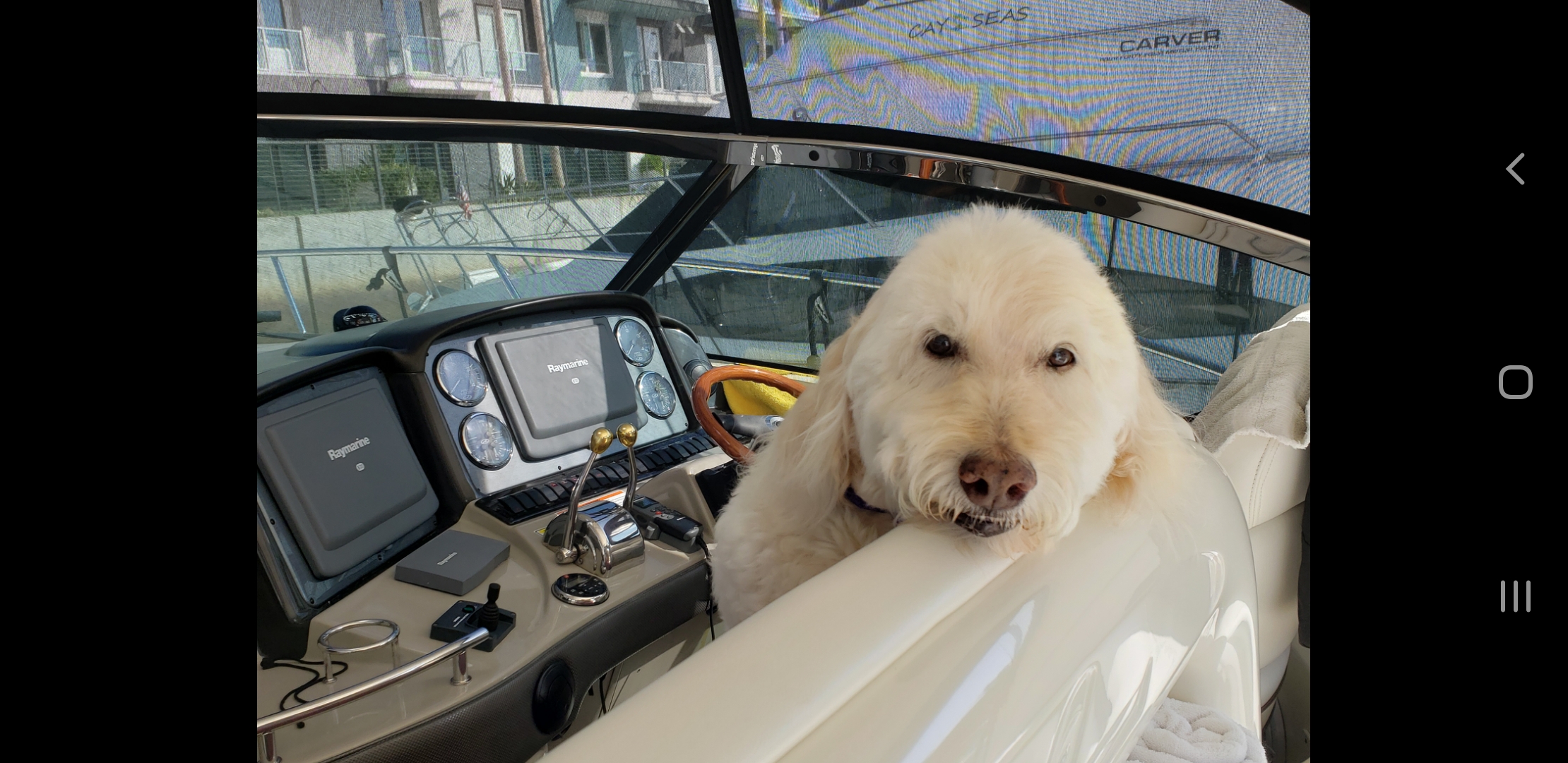 Dog aboard