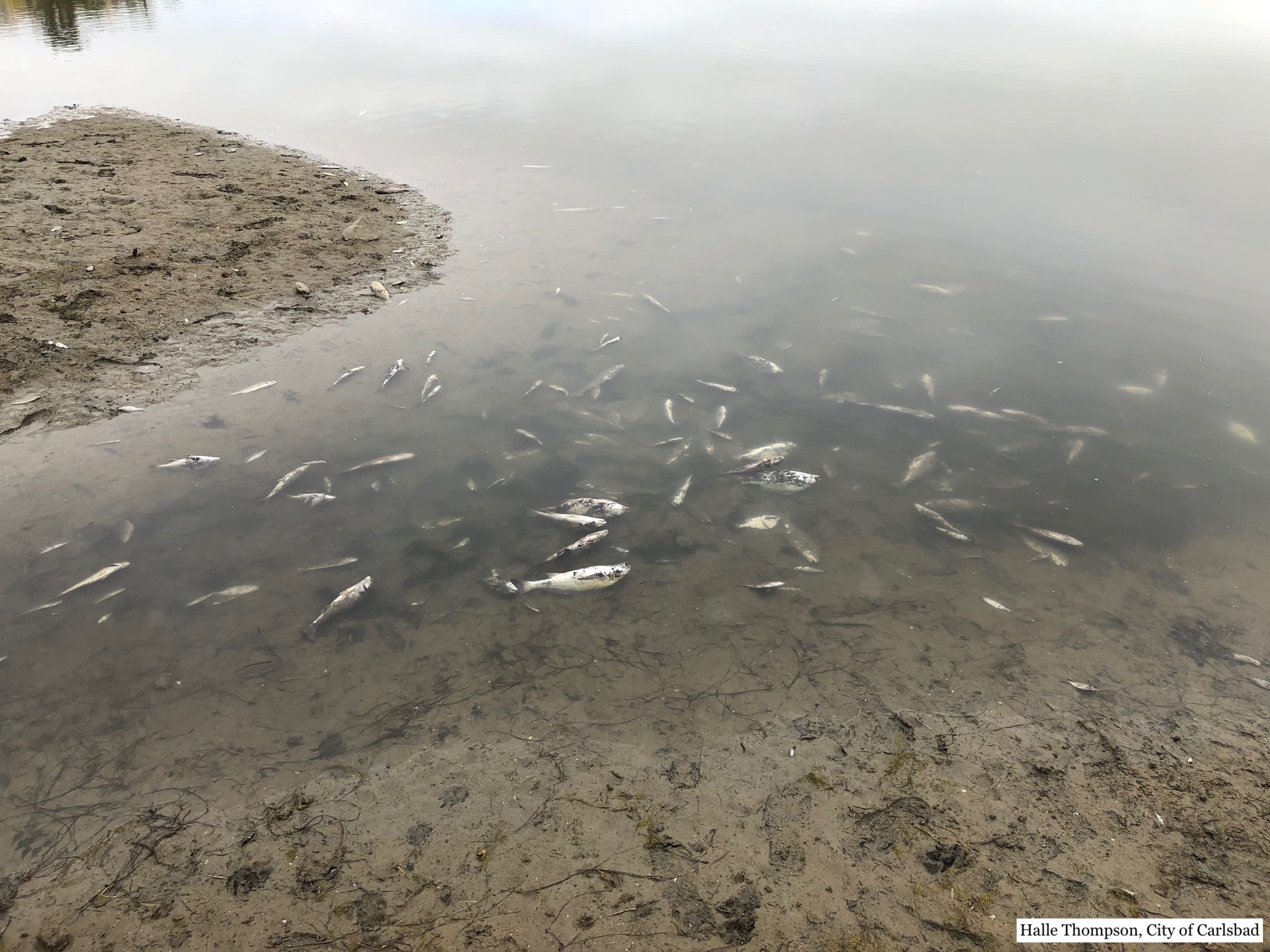 dead fish
