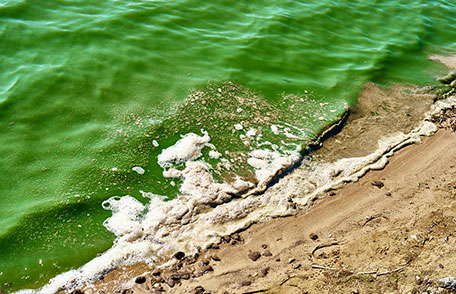 Harmful Algal Blooms