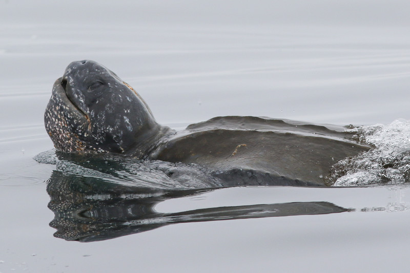 Pacific leatherback sea turtle