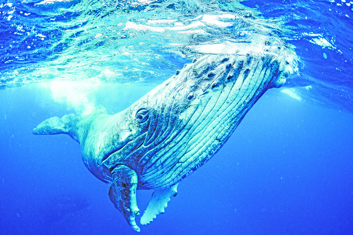 Dana point whales