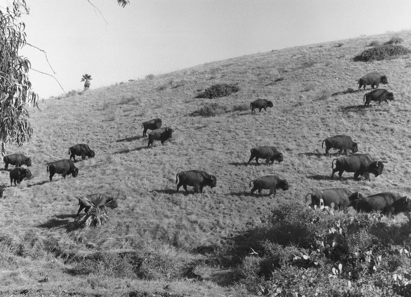 Catalina Island Bison