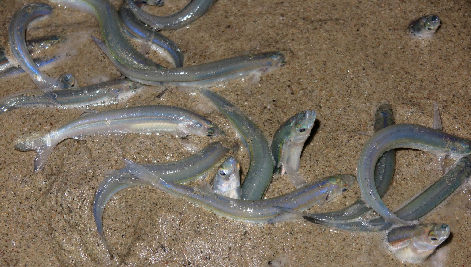 Grunion