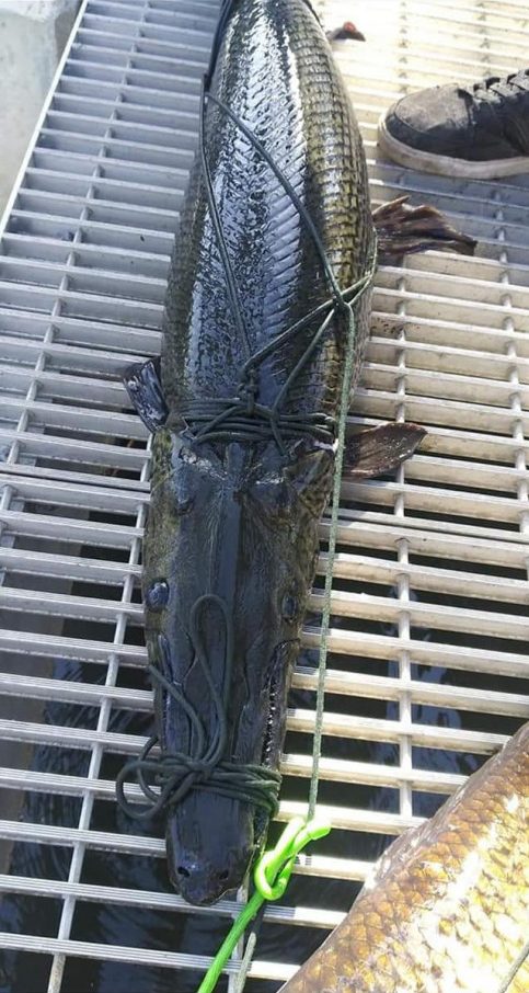Alligator gar