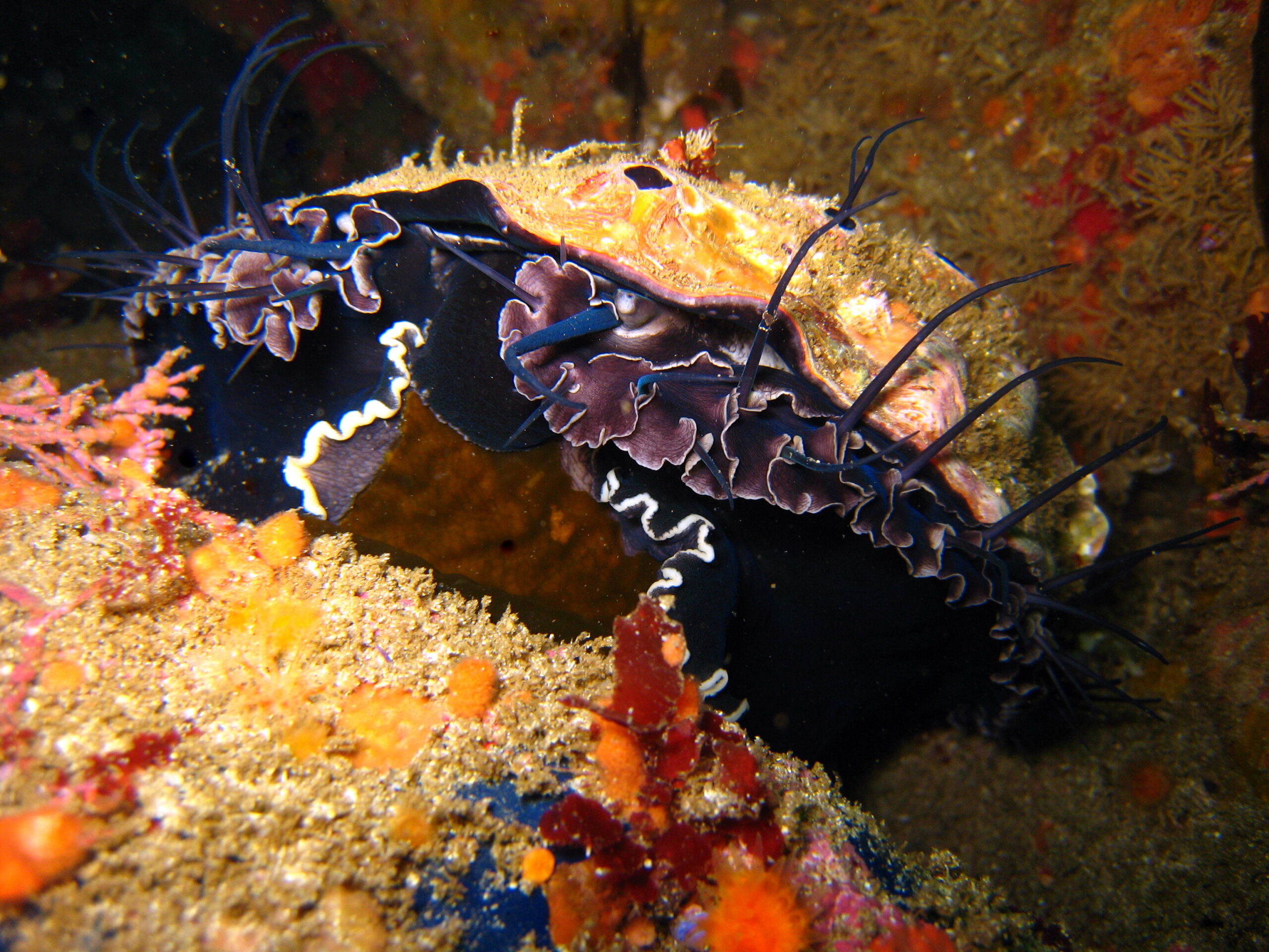 Red Abalone populations have dropped significantly because of a series of environmental factors