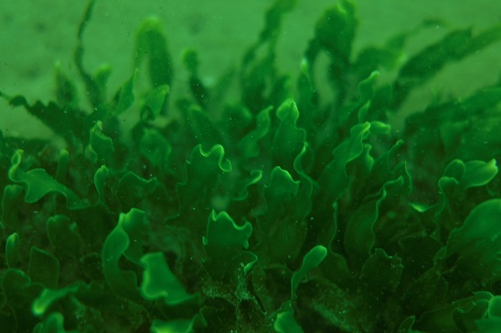 Caulerpa prolifera