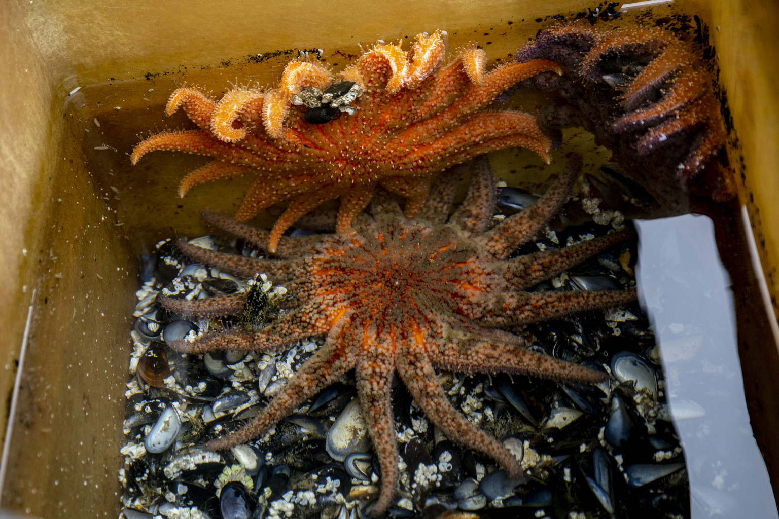 Sea Stars