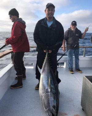 Bluefin tuna