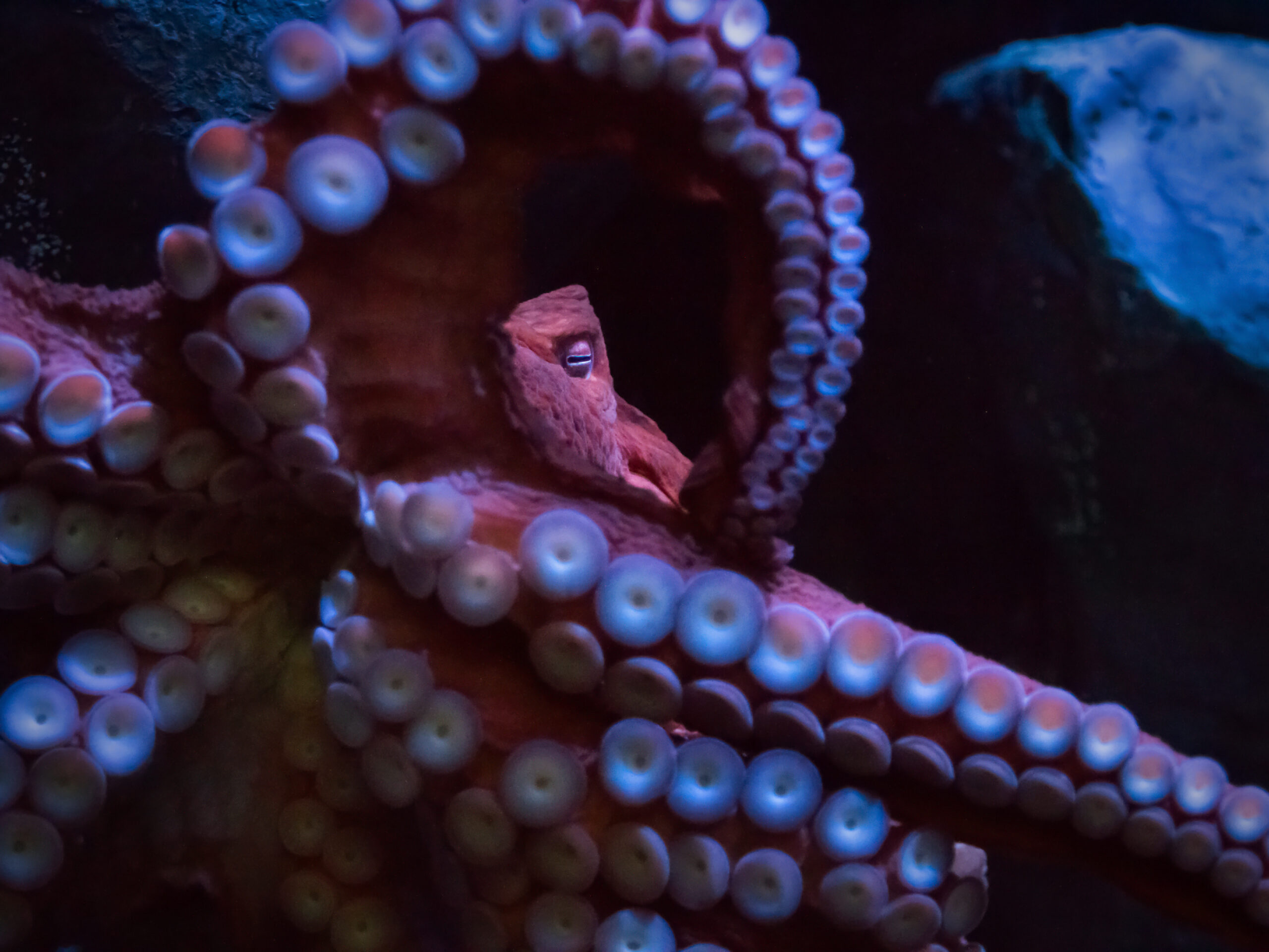 Aquarium of the Pacific