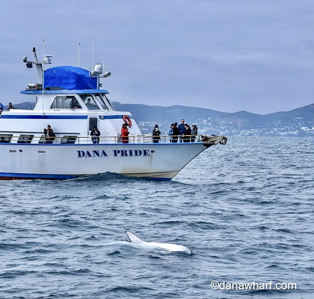 White Dolphin
