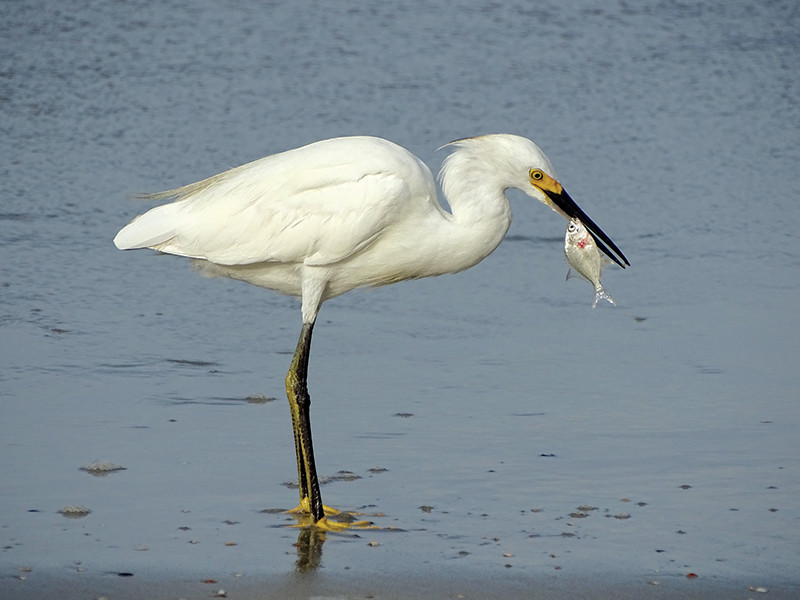 Snowy White Egret eating a fish