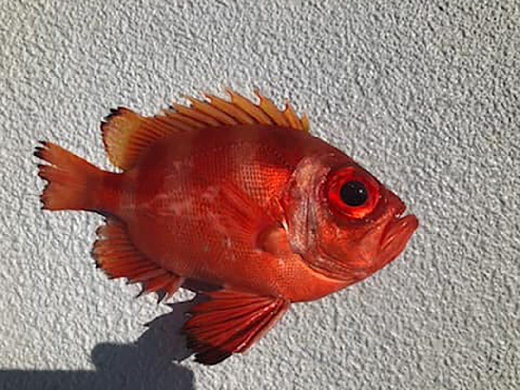 Popeye Catalufa Soldierfish