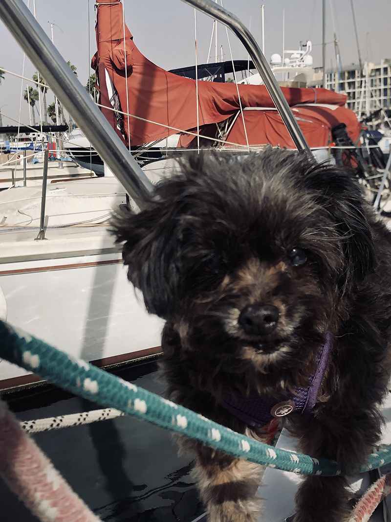 Dog Aboard