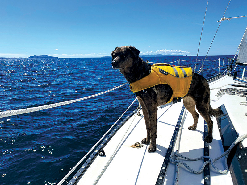 Dog aboard a boat