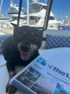 Dog Aboard