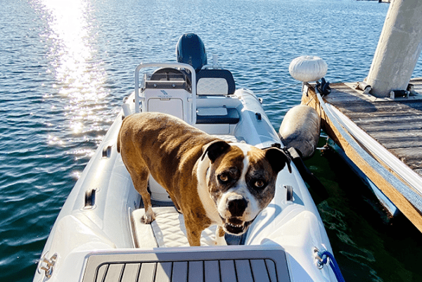 Dog-Aboard 1